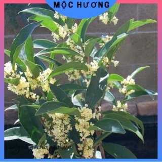 Mộc hương cây giống đài loan hoa đẹp bầu khỏe.