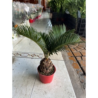 Cây thiên tuế để bàn
