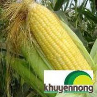 200 hạt giống bắp ngô ngọt