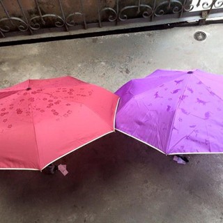 Ô gặp nước nở hoa