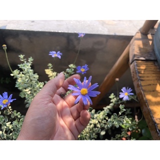 Hoả tốc HN - Cúc Felicia thạch thảo xanh Blue daisy lá var đốm