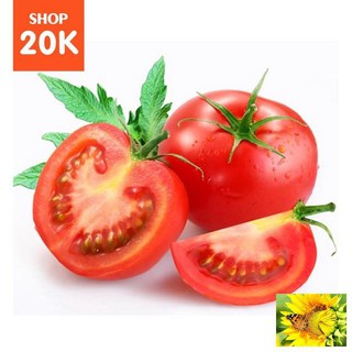 Hạt giống Cà chua F1 (MV)