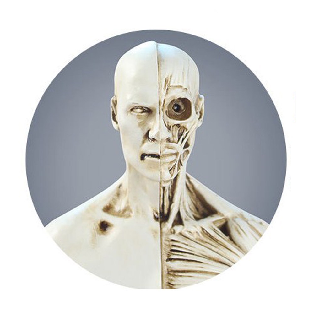 Mô Hình Cơ Thể Người Nam Nữ Dùng Trong Vẽ Tranh