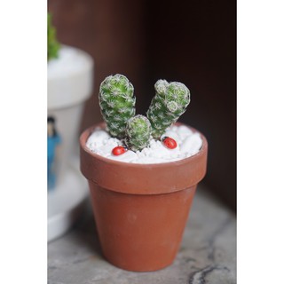 Xương rồng trứng chim