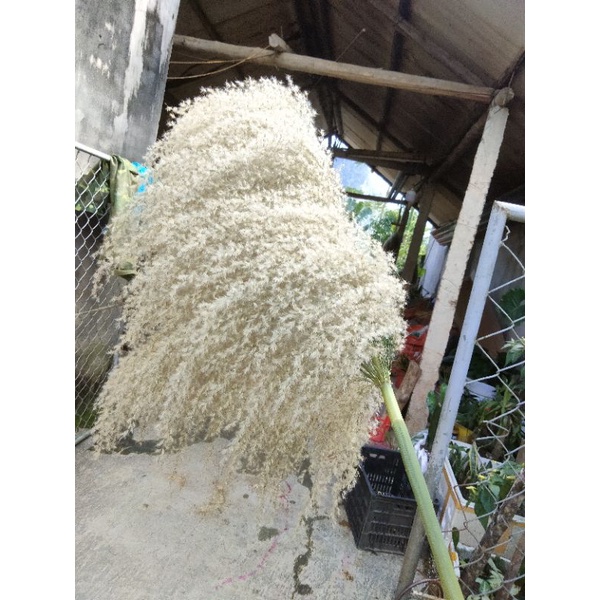 bông cỏ lau rũ siêu to đã xử lý size 70 _80cm