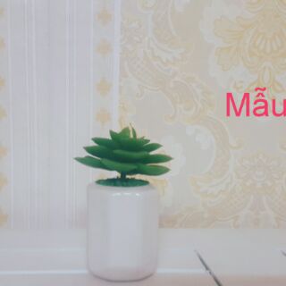 Hoa sen đá kèm chậu