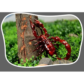 Bọ Cạp Điều Khiển Từ Xa