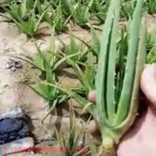 Cây giống nha đam Mỹ