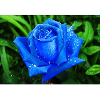 Hạt giống Hoa hồng Xanh gói 10H xuất xứ Nhật
