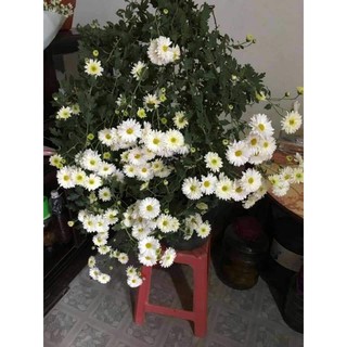 Combo cúc tiểu thư (10 cây)