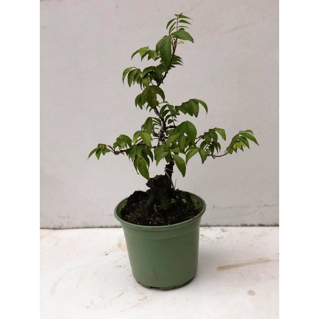 Cây khế bonsai cao 35-40cm [cây cảnh bonsai mini ]