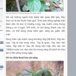 5 Cây rau mảnh cộng(không cần thêm mì chính vẫn ngọt rau)