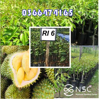 [NHẬP MÃ I2L4NSC10 GIẢM 10K] 100% sống Cây Sầu riêng ri 6 cơm vàng hạt lép, Giống sầu riêng 6 Ri NSC - Chợ Lách, Bến Tre
