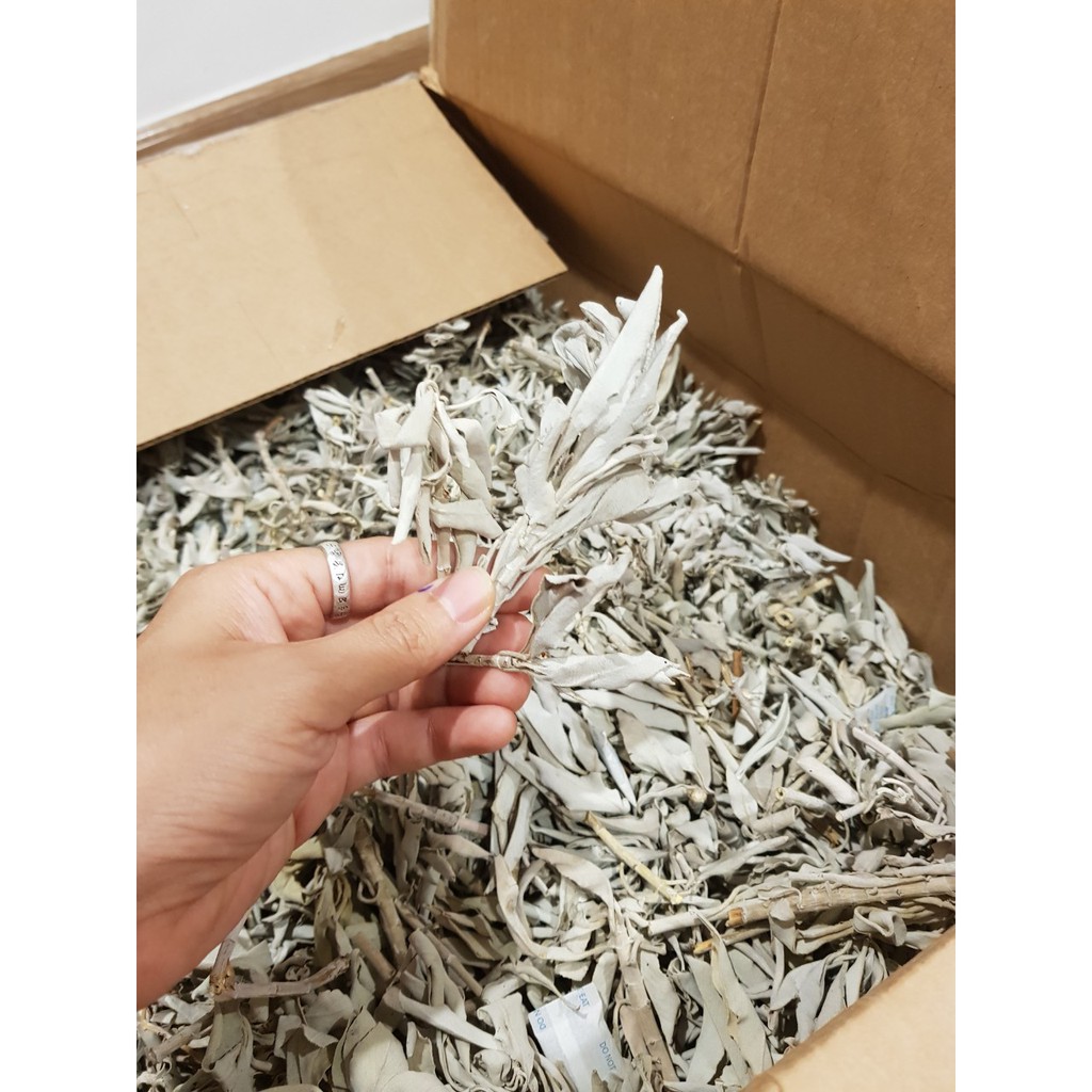 White sage lá xô thơm trắng nguyên cành, lá
