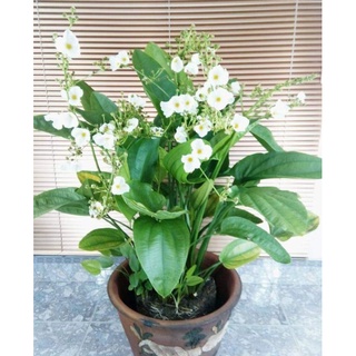 Bách thuỷ tiên bạch tuyết, thủy sinh phụ kiện bể cá