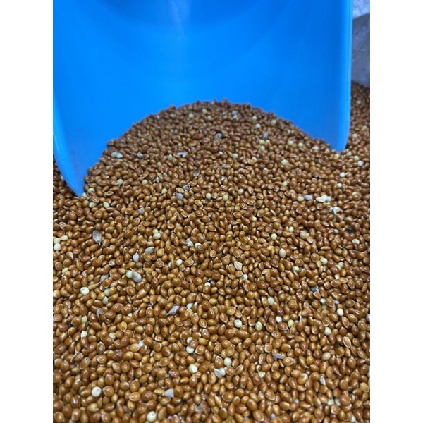 [HCM] Hạt cây, hạt hướng dương, hạt ngũ cốc cho thú cưng.