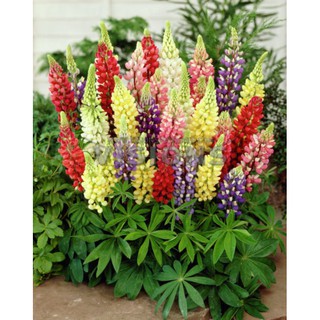 hạt giống hoa đậu lupin gói 50 hạt