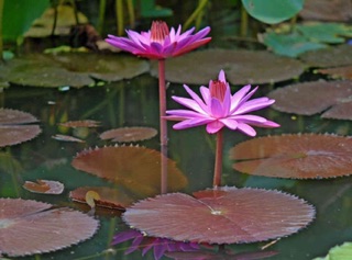 Cây hoa súng giống