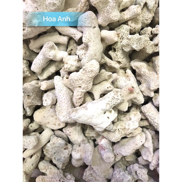 San hô vụn trang trí hồ cá 1kg giúp tăng PH