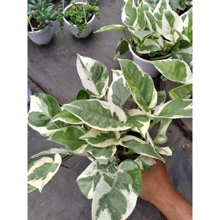 Trầu bà Cẩm thạch-trầu bà Sữa (chậu lớn- cây giống)