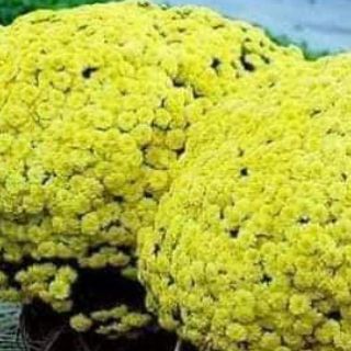 Gói 100 hạt hoa cúc mâm xôi