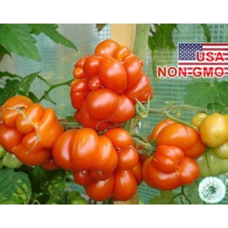 Hạt Giống Cà Chua - Cao Sản Ý Khổng Lồ (Solanum lycopersicum)