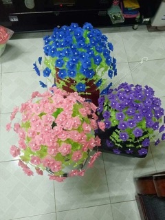 Hoa gấm cánh tròn