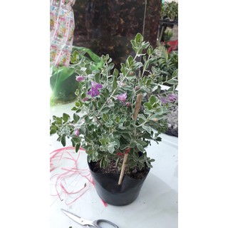 Cây Tuyết Sơn
