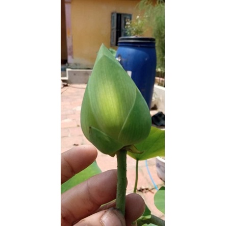 Ngó Sen Phật Âm Trắng