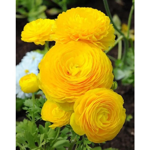 Củ giống hoa hồng mao lương hoa màu vàng - Kèm viên nén sơ dừa ươm - 1 củ