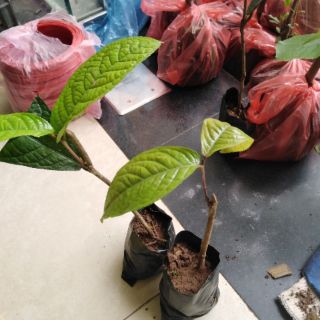 Combo 3 chè hoa vàng, 1 chuoi do 30k