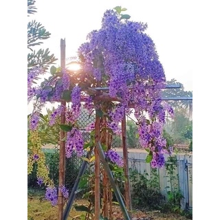 Mai xanh tháibán bằng cái tâm ạ cai 50cm