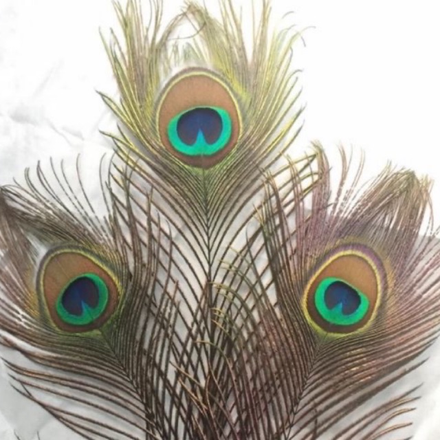 Lông công 80-85cm loại siêu TO ĐẸP