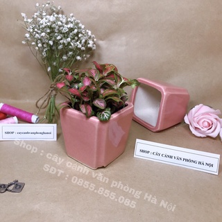 cây cẩm nhung kèm chậu sứ vuông vát mini bóng
