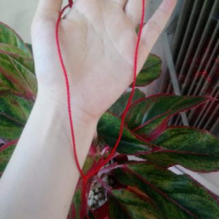 Dây đeo cổ thắt nút co giản