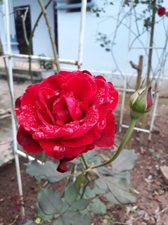 Phân bón cho hoa hồng 1kg
