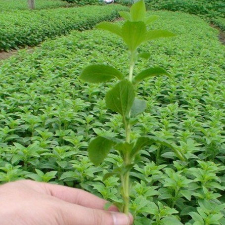 Hạt giống cỏ ngọt stevia  - 1 gói 50 hạt
