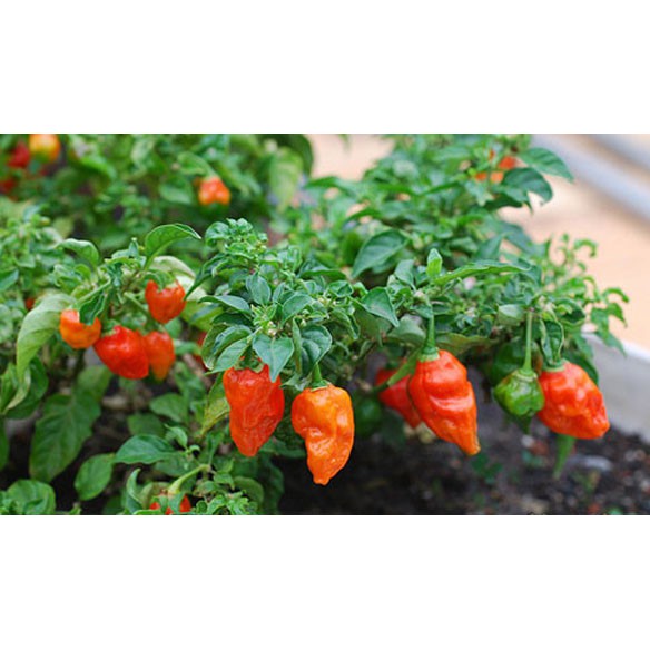 5 Hạt Giống Ớt Cay Habanero Màu Cam -Giống Ớt Cay Nhất Thế Giới Giống Nhập Ngoại