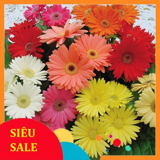 10 Hạt giống Đồng tiền (tặng gói Kích nẩy mầm và Hướng dẫn)