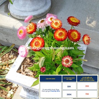100H - HẠT GIỐNG HOA BẤT TỬ