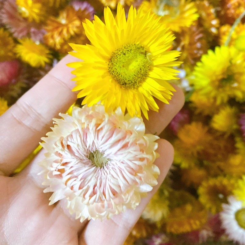 Hoa Bất Tử ❤️ Hoa khô Cúc Bất Tử trang trí cực đẹp (Hàng loại 1)