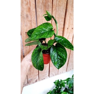 Chậu mềm trầu bà hạnh phúc🍀🌱Monstera Peru🍀🌱