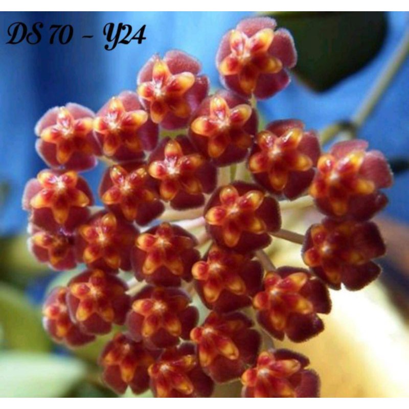 Lan cẩm cù DS 70 - số 24