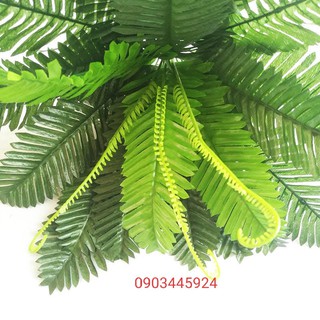 Cây Giả - Dương Xỉ Cỡ Trung