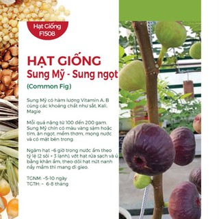Combo 3 Gói Hạt giống Sung Mỹ, Sung Ngọt, Sung đường