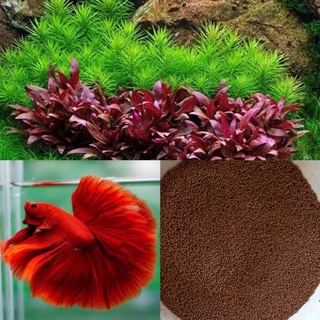 Hạt giống thủy sinh betta halfmoon full đỏ+ cám viên