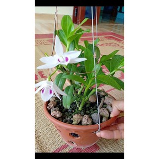 Lan Phi Điệp 🍀FREESHIP🍀 5 Cánh Trắng Phú Thọ [ Ươm Kie ]
