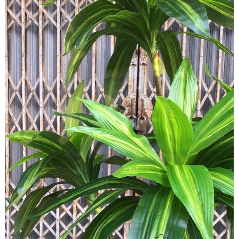 Cây Giả-Cây thiết mộc lan Brazil giả 1,6m decor ,trang trí nội thất