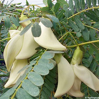 Gói 50 Hạt Giống Cây Bông So Đũa - Tặng gói kích hạt nảy mầm