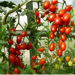 Hạt Giống Cà Chua Cherry - Cà Chua Trái Cây siêu quả